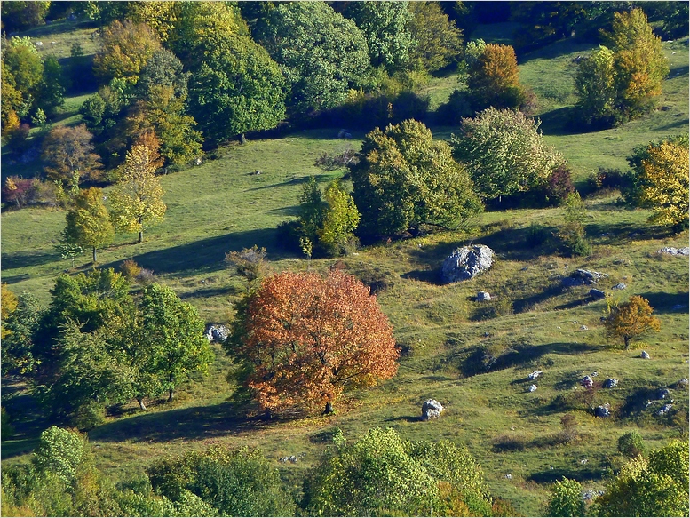 NSG Eichhalde