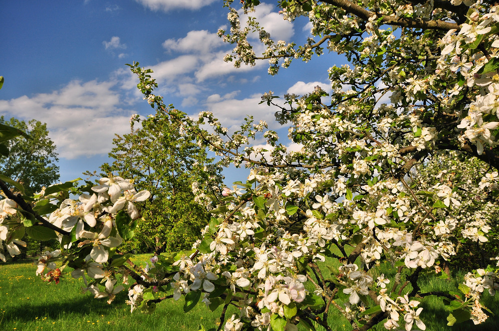 NSG in Glauchau..........,Streuobstwiese in der Apfel und Birnenblüte