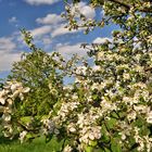 NSG in Glauchau..........,Streuobstwiese in der Apfel und Birnenblüte