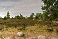 NSG Lüneburger Heide 2018_1