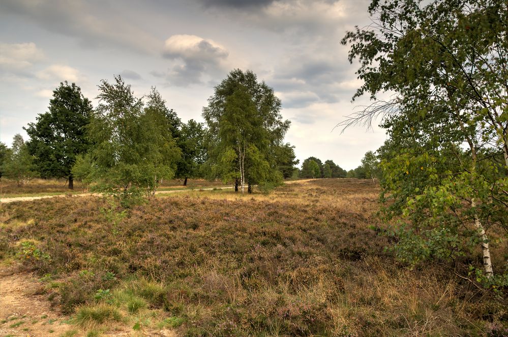 NSG Lüneburger Heide 2018_2