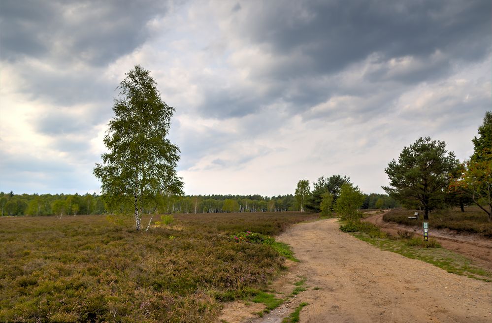 NSG Lüneburger Heide 2018_4