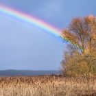  NSG Mairied von Rodheim und Gänsweid von Steinheim  (2)