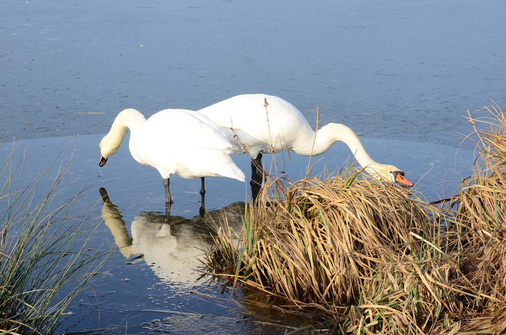 NSG Reinheimer Teiche Foto & Bild tiere, wildlife, projekte Bilder