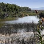 NSG s `Albufera / Mallorca