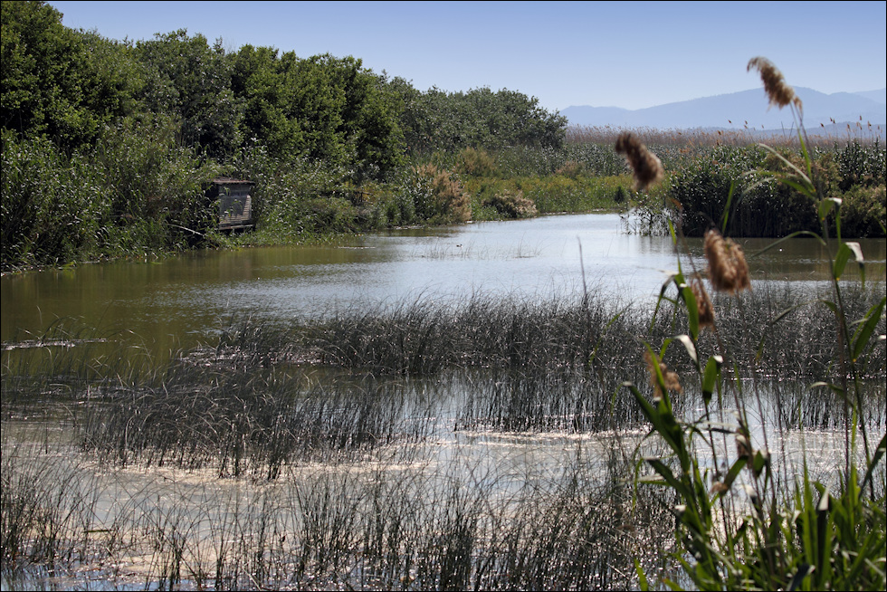 NSG s `Albufera / Mallorca