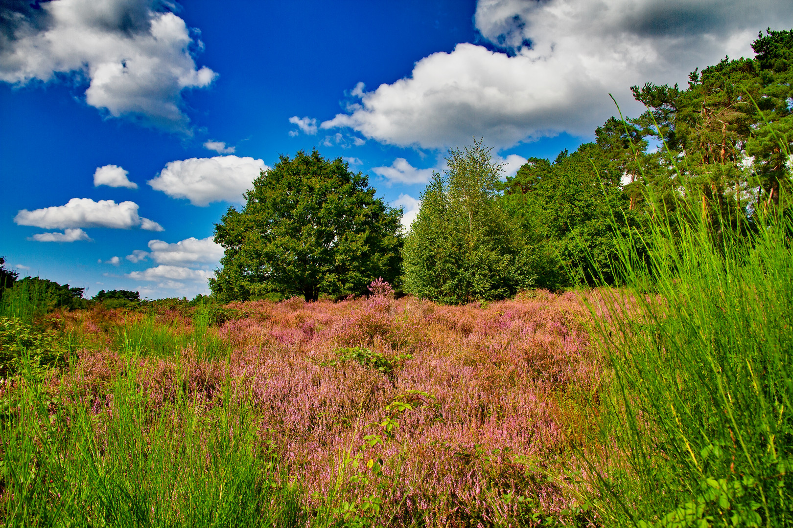 NSG Wahner Heide III