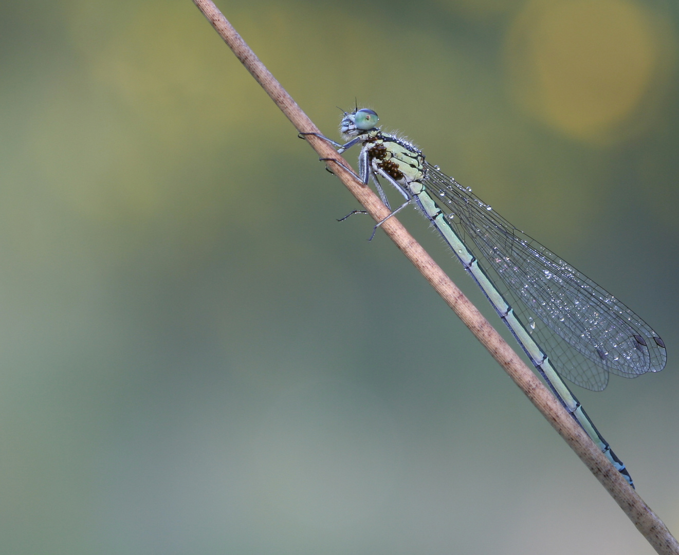 NSG Wahnerheide Kleinlibelle2