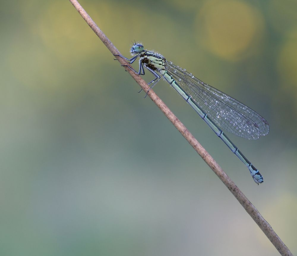 NSG Wahnerheide Kleinlibelle3