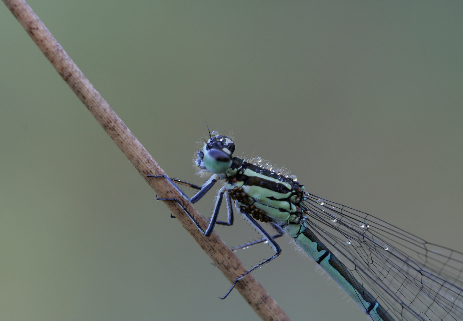 NSG Wahnerheide Kleinlibelle4