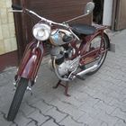 nsu fox