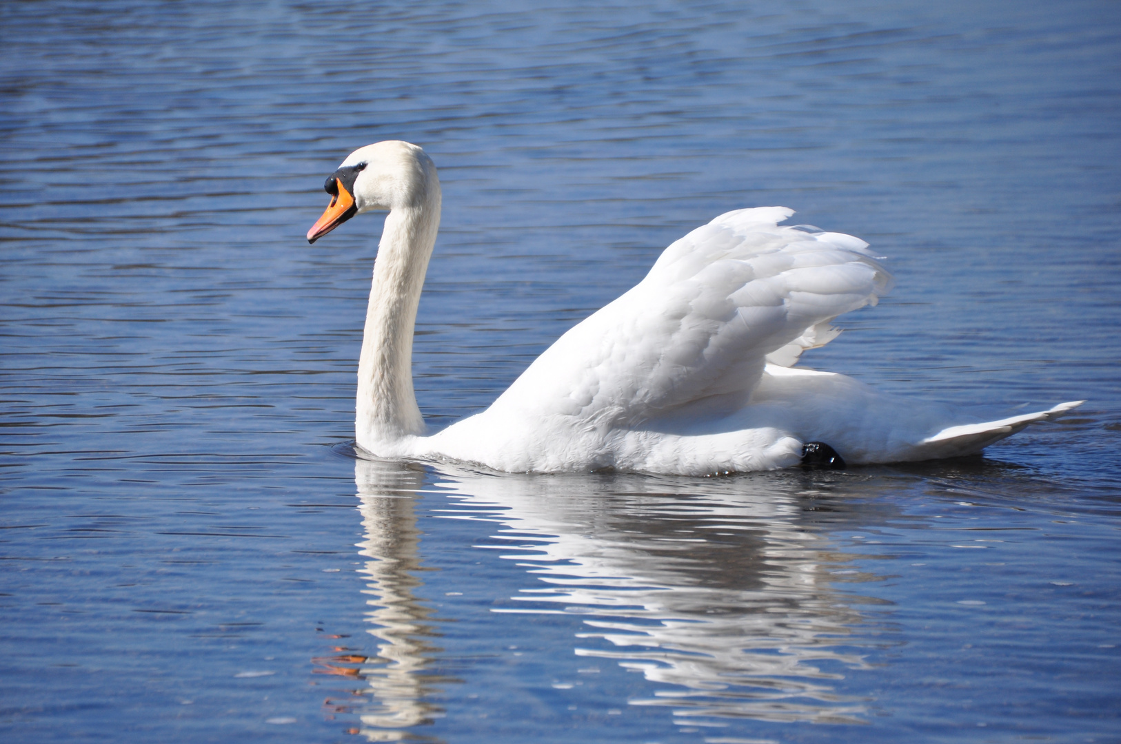 NT-Neckar-Schwan