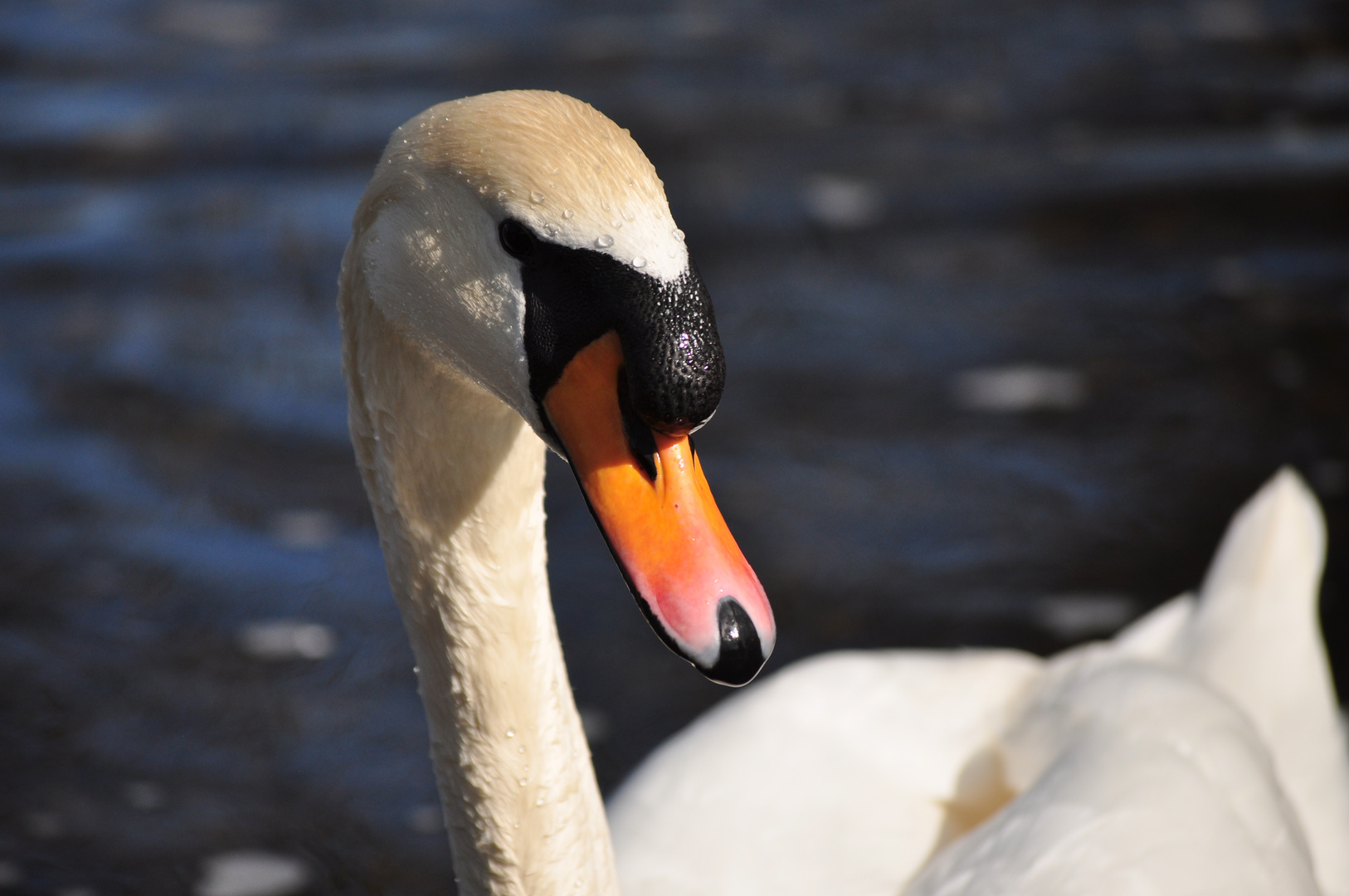 NT-Neckar-Schwan-Portrait