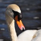 NT-Neckar-Schwan-Portrait