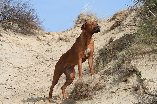 Ntombi in the dunes