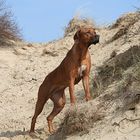 Ntombi in the dunes