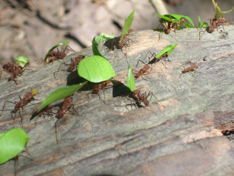 Ánts at Work