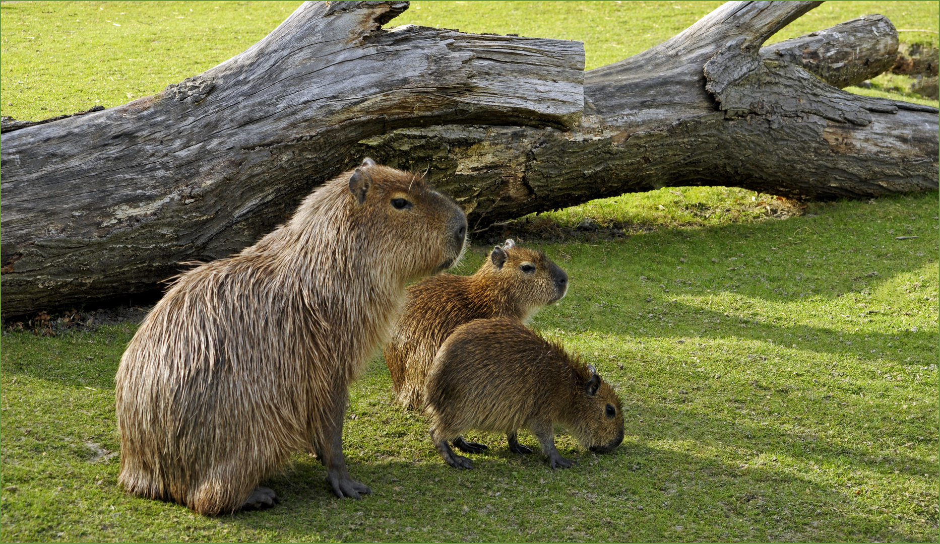 Nu hier ist die Mama…,