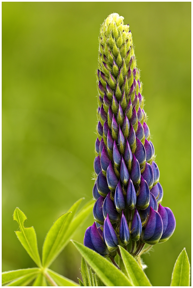 Nu is Frühling!