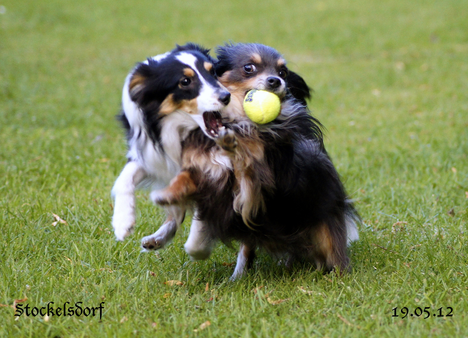 Nu ist aber mal Schluß... Das ist mein Ball ;))) !!!!!!