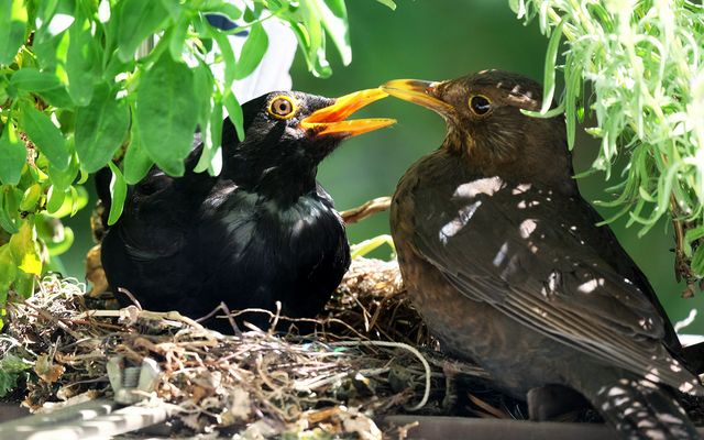 Nu' lass mich doch auch mal!