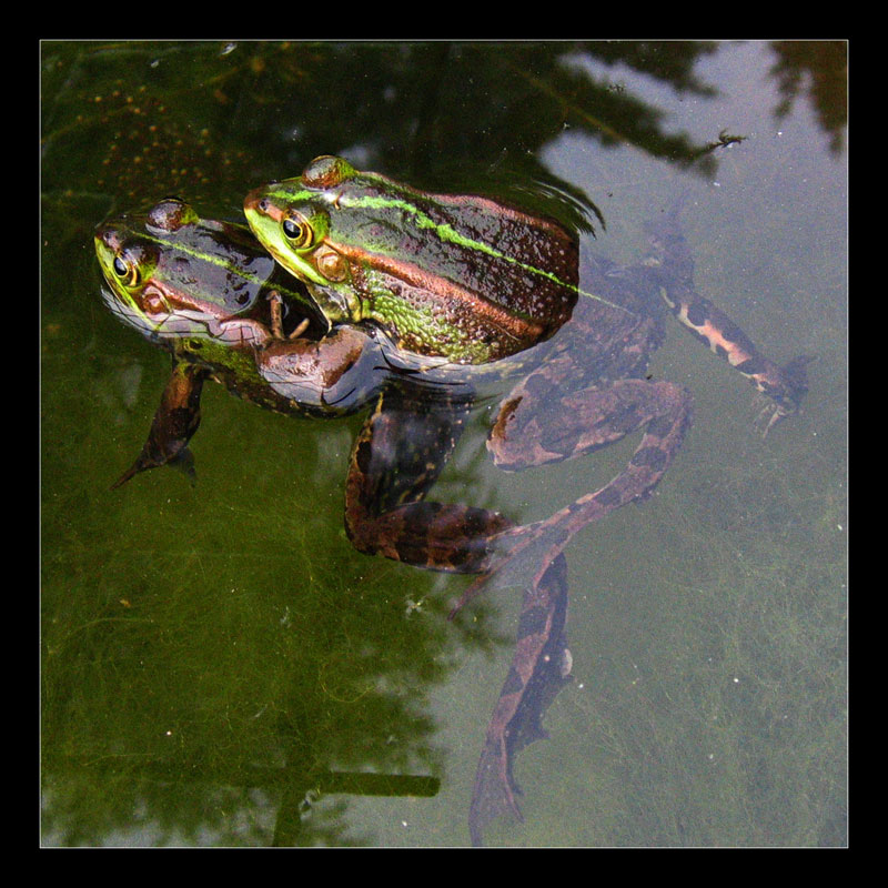 nu mach schon, da kommt n storch...