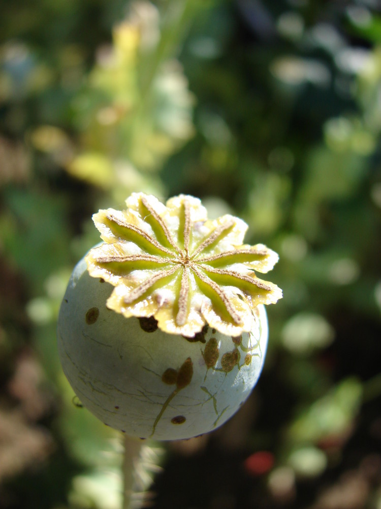 Nu Papaver