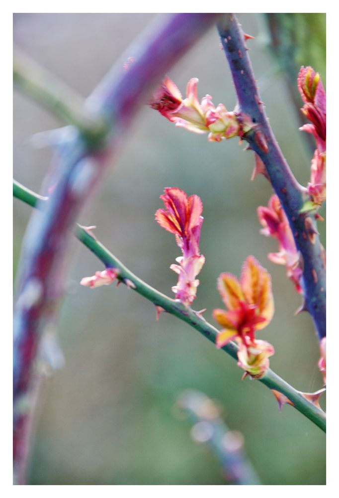 Nu wirds Frühling, die Rosen schlagen aus