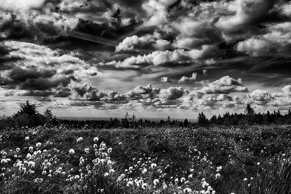 Nuages de Linaigrette