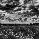 Nuages de Linaigrette