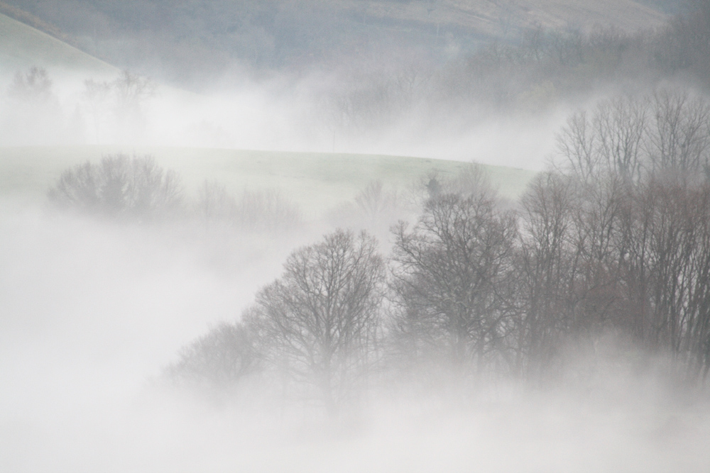 Nuages en forêt basque