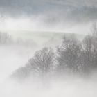 Nuages en forêt basque