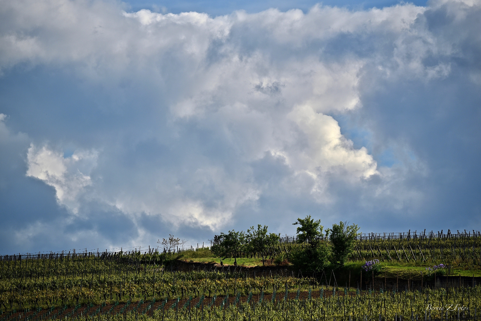 Nuages sur le vignoble