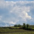 Nuages sur le vignoble