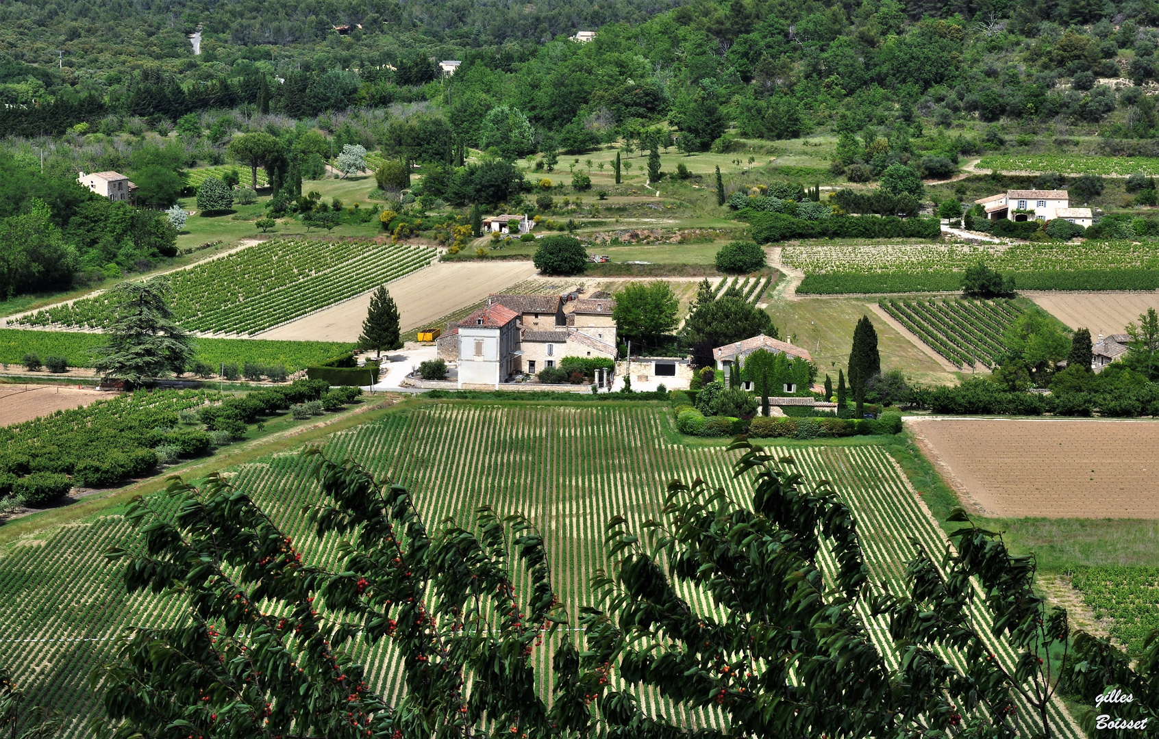 Nuances de verts à Ménerbes