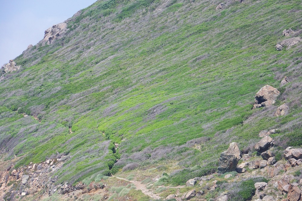 Nuances de Verts - Collines Corses