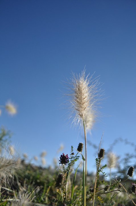 nube