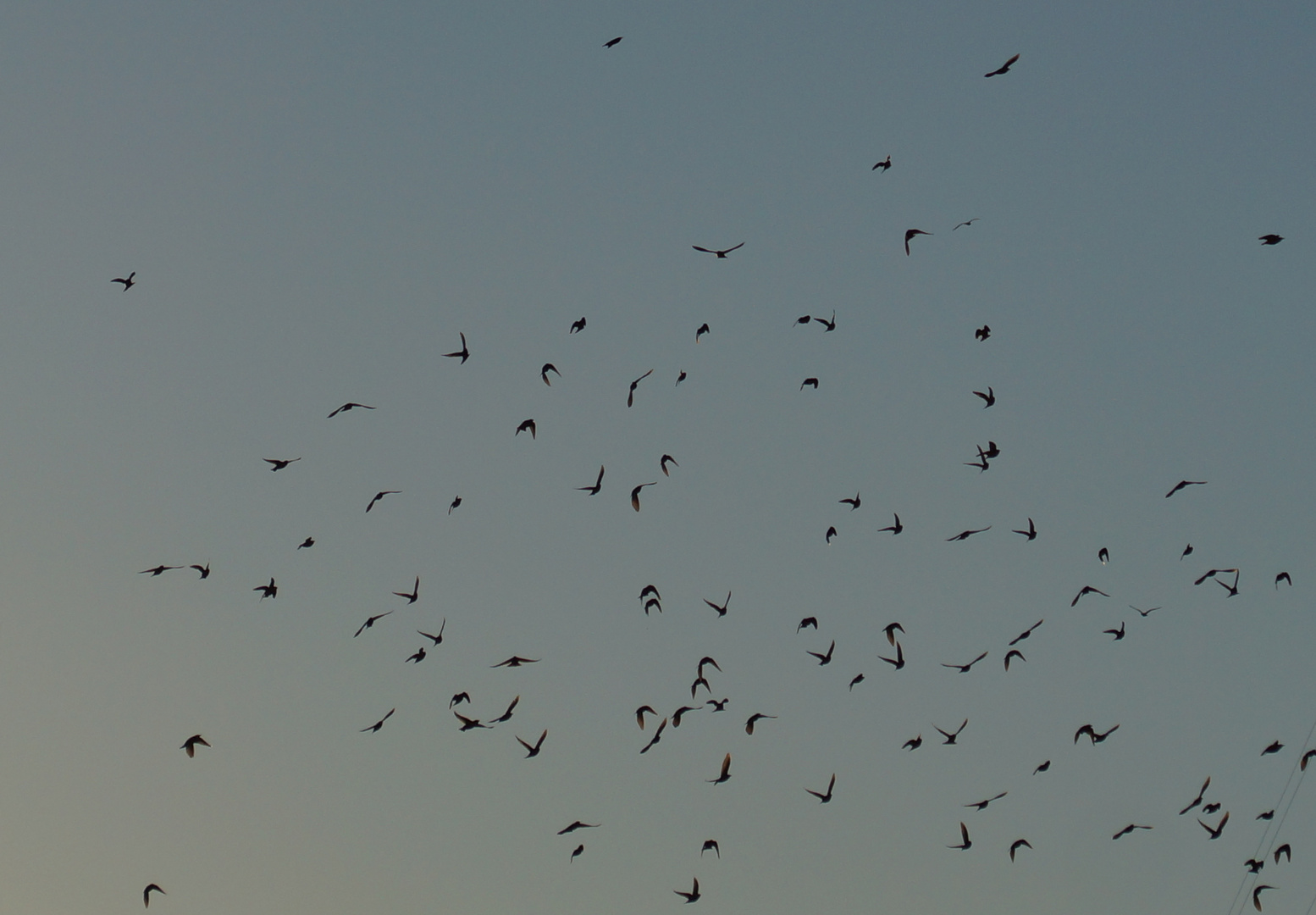 NUBE DE ESTORNINOS STARLINGS CLOUDS