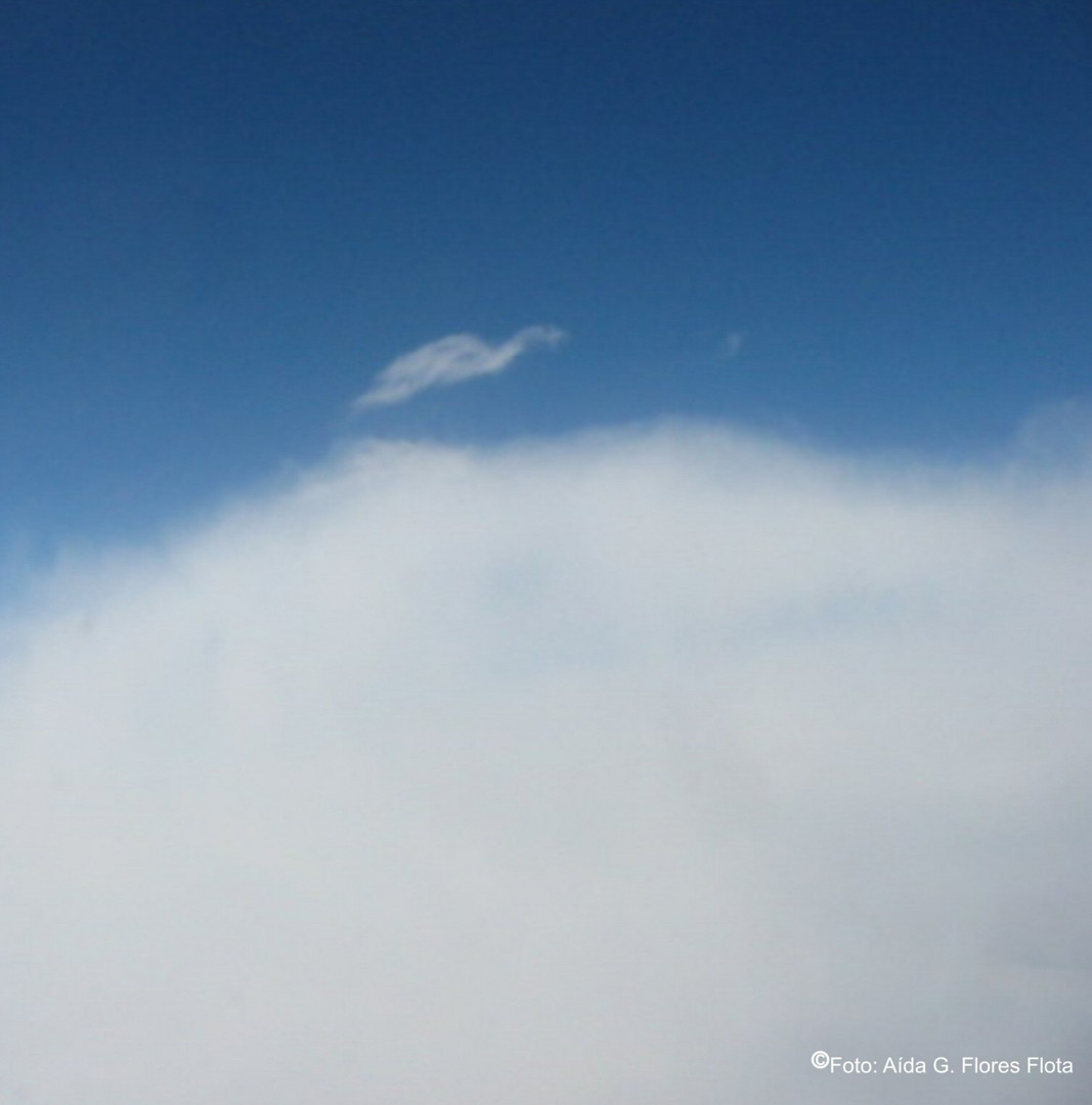 Nube formando una garza, expresión viva de la naturaleza.