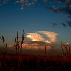 Nubes