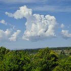 Nubes con Jotes (Vultur gryphus) volando