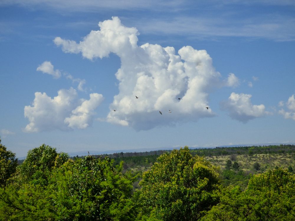 Nubes con Jotes (Vultur gryphus) volando