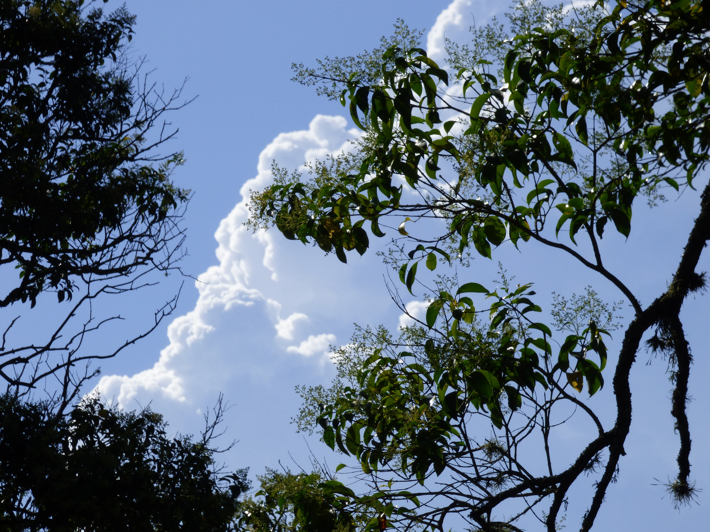 Nubes