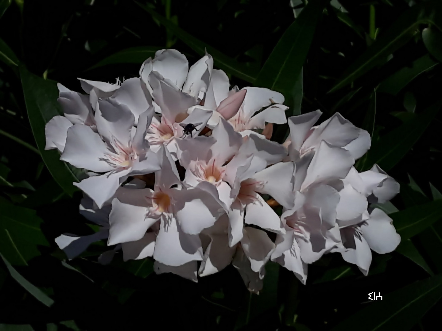 nubes de flores