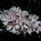 nubes de flores