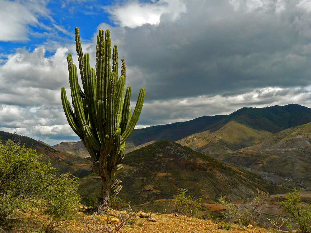 Nubes - montañas - rocas - cactus