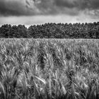 Nubes y gaviotas