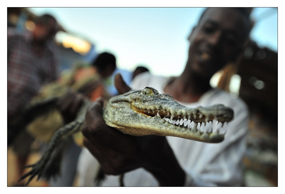 .. nubian croc ..