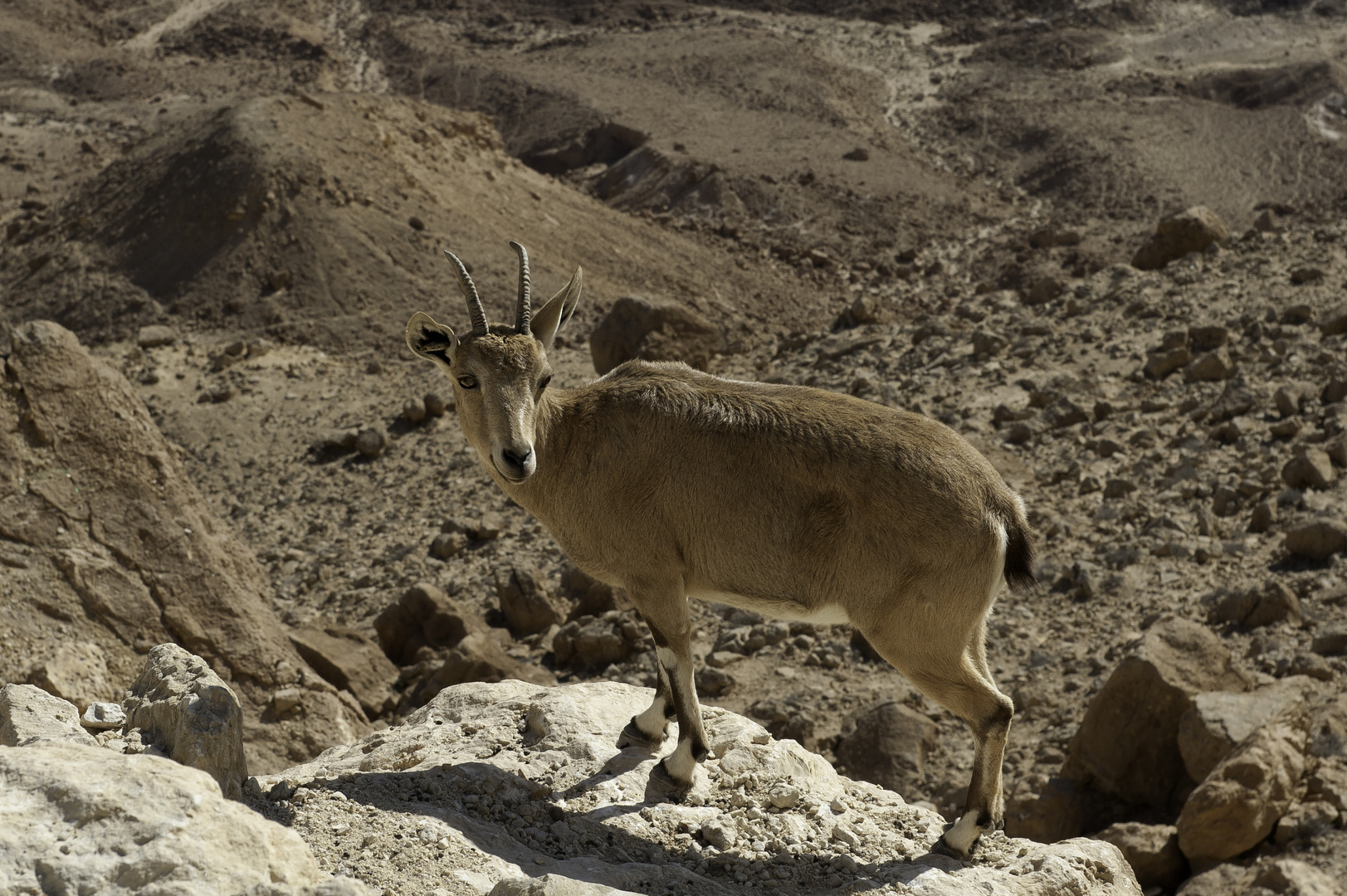 Nubian Ibex