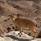 Nubian Ibex